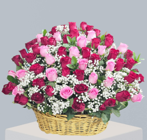 101 RED PINK ROSES