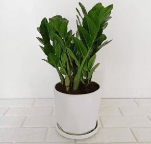 Zamia Plant in Pot