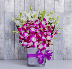 purple and white orchids